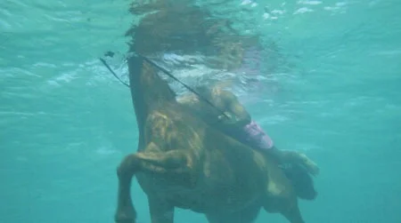 Sea Horses, Half Moon Bay by Jungles in Paris